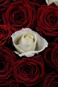 Preview wallpaper rose, bouquet, buds