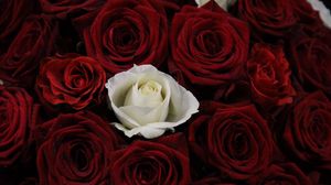 Preview wallpaper rose, bouquet, buds