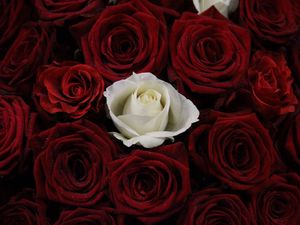 Preview wallpaper rose, bouquet, buds