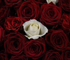 Preview wallpaper rose, bouquet, buds