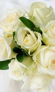 Preview wallpaper rose, bouquet, white, tenderness