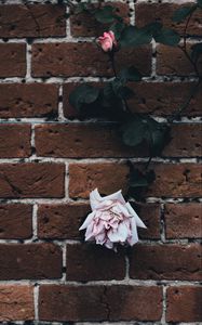 Preview wallpaper rose, brick wall, dry, bud