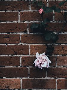 Preview wallpaper rose, brick wall, dry, bud