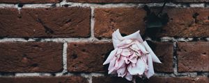 Preview wallpaper rose, brick wall, dry, bud