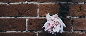 Preview wallpaper rose, brick wall, dry, bud