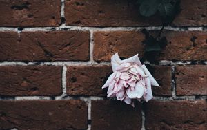 Preview wallpaper rose, brick wall, dry, bud