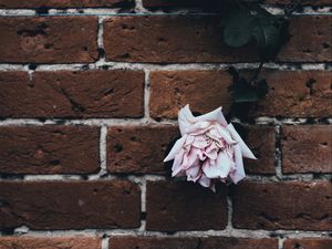 Preview wallpaper rose, brick wall, dry, bud