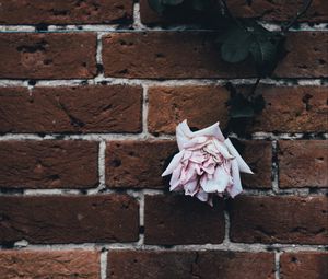 Preview wallpaper rose, brick wall, dry, bud