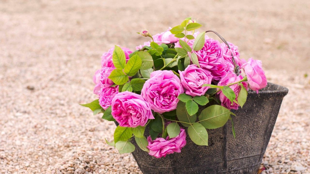 Wallpaper rose, bucket, bouquet