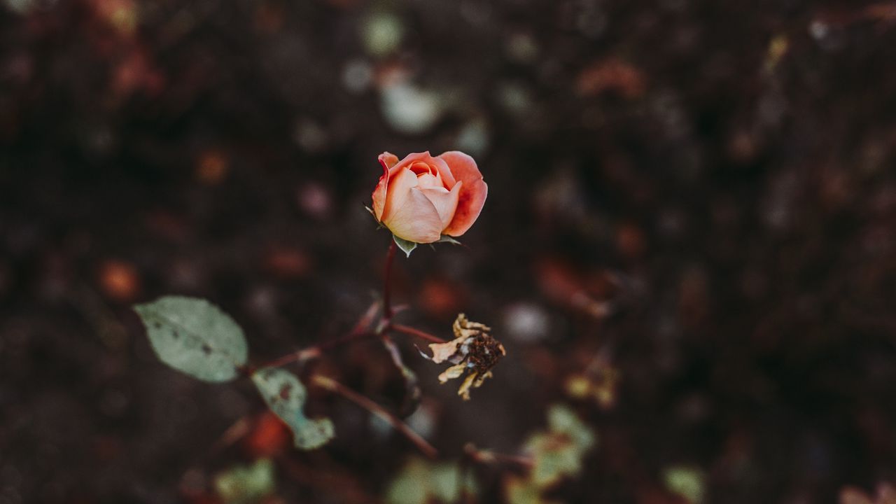 Wallpaper rose, bud, blur