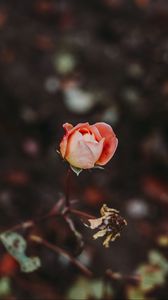 Preview wallpaper rose, bud, blur