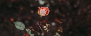 Preview wallpaper rose, bud, blur