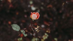 Preview wallpaper rose, bud, blur