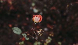 Preview wallpaper rose, bud, blur