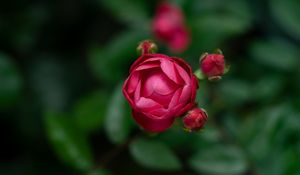Preview wallpaper rose, bud, blur, red