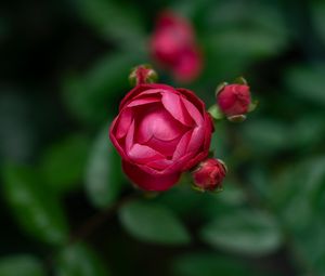 Preview wallpaper rose, bud, blur, red