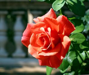 Preview wallpaper rose, bud, branch