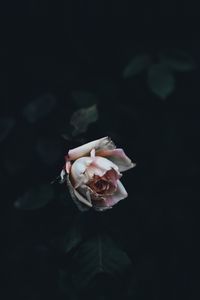 Preview wallpaper rose, bud, bush, petals
