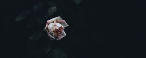 Preview wallpaper rose, bud, bush, petals