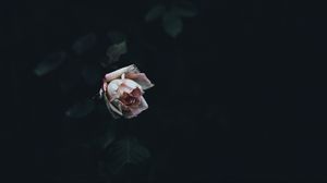 Preview wallpaper rose, bud, bush, petals
