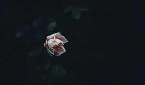 Preview wallpaper rose, bud, bush, petals