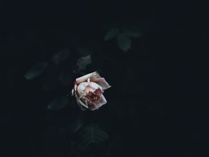 Preview wallpaper rose, bud, bush, petals