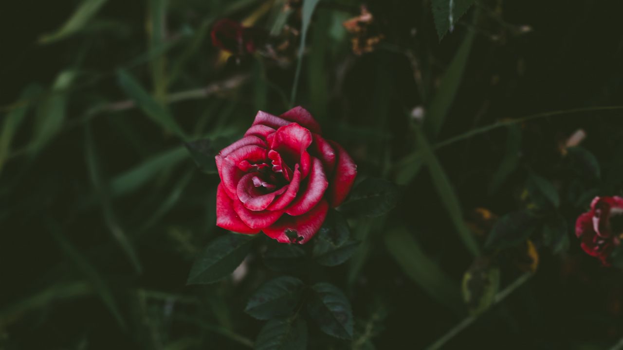Wallpaper rose, bud, bush, petals