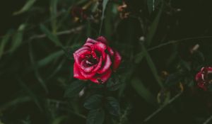 Preview wallpaper rose, bud, bush, petals