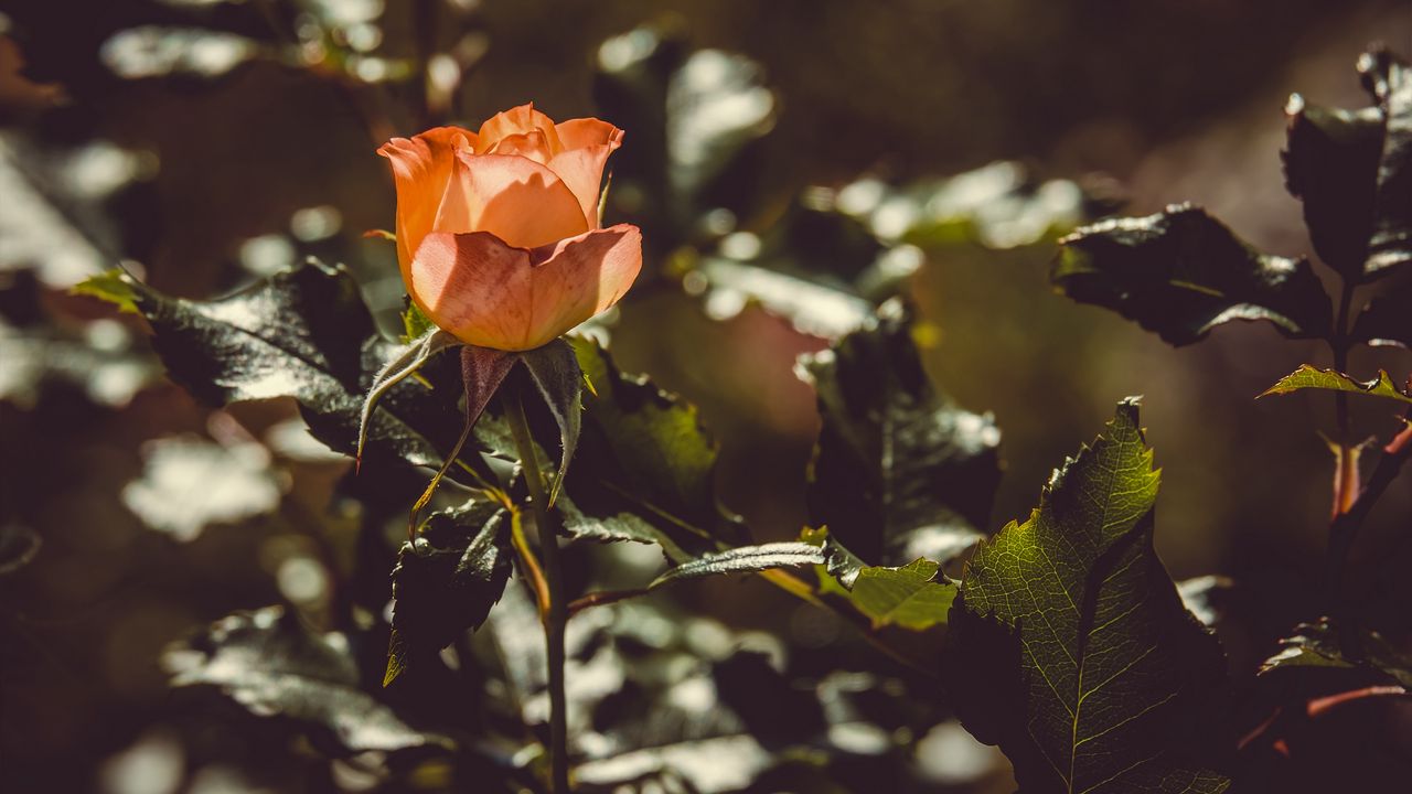 Wallpaper rose, bud, bush, sunlight