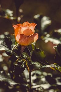 Preview wallpaper rose, bud, bush, sunlight