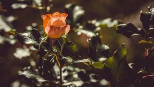 Preview wallpaper rose, bud, bush, sunlight