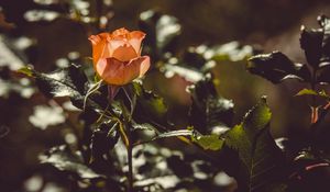 Preview wallpaper rose, bud, bush, sunlight