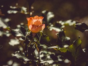 Preview wallpaper rose, bud, bush, sunlight