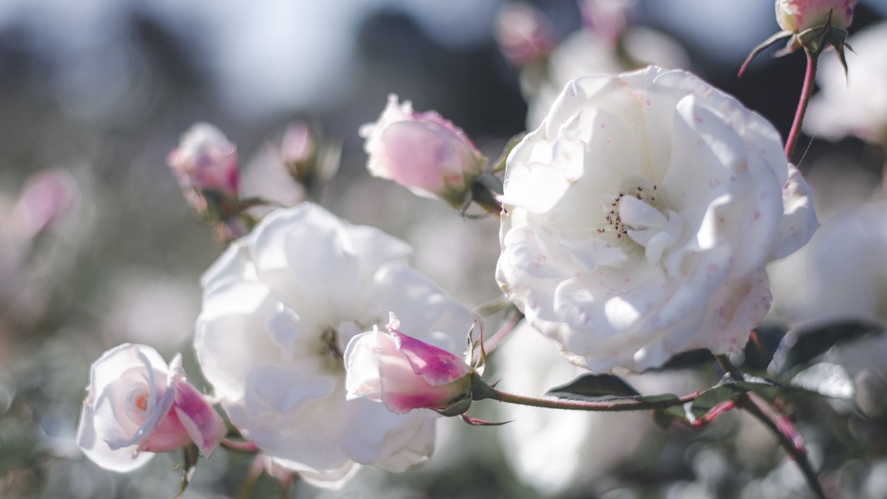 Wallpaper rose, bud, bush, petals, pink, white