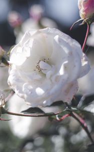 Preview wallpaper rose, bud, bush, petals, pink, white