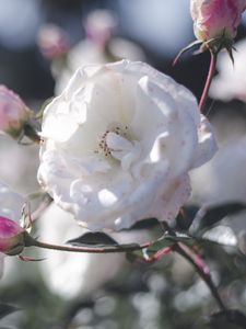 Preview wallpaper rose, bud, bush, petals, pink, white