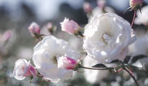 Preview wallpaper rose, bud, bush, petals, pink, white