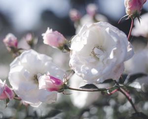 Preview wallpaper rose, bud, bush, petals, pink, white