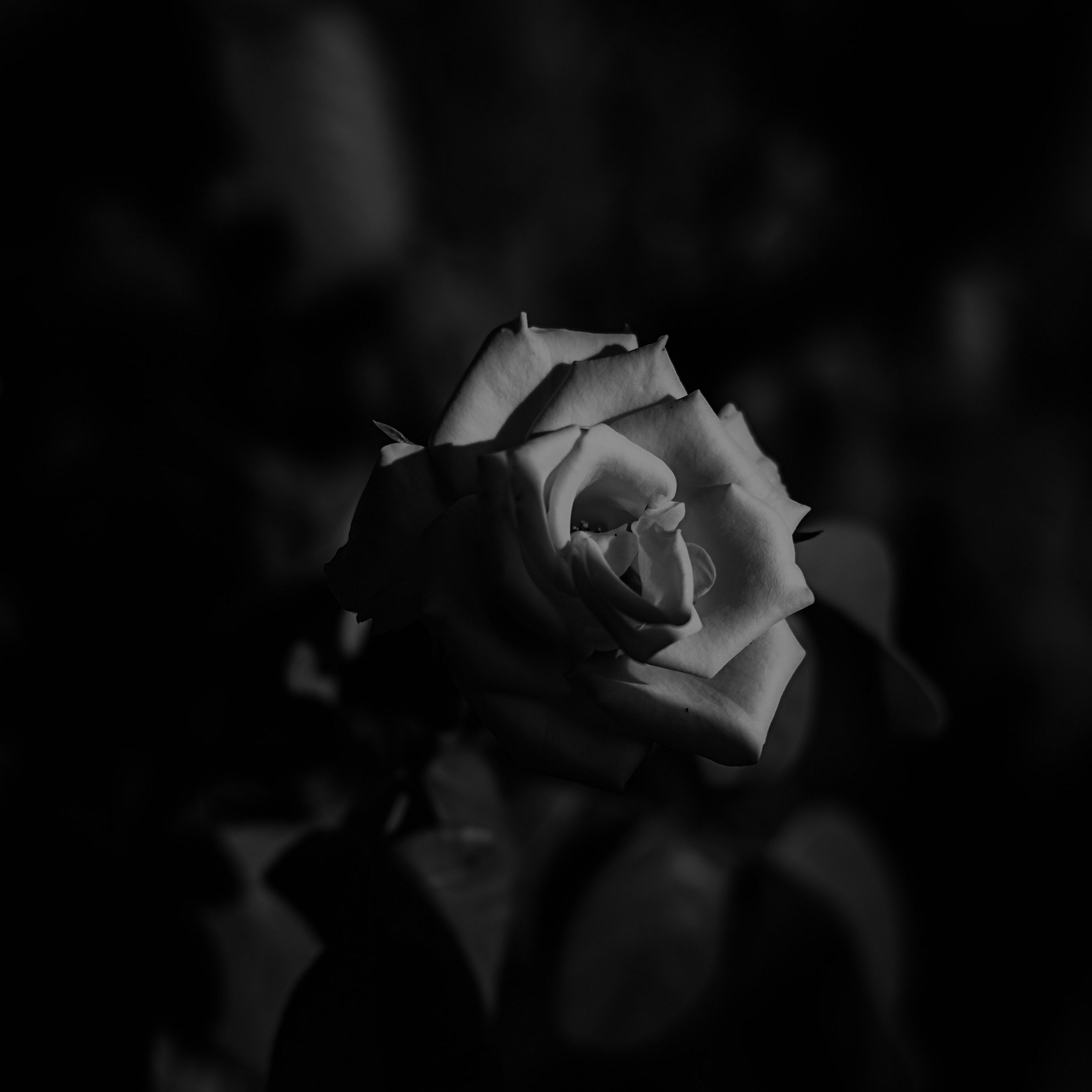 Download wallpaper 2780x2780 rose, bud, bw ipad air, ipad air 2, ipad 3 ...