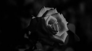 Preview wallpaper rose, bud, bw