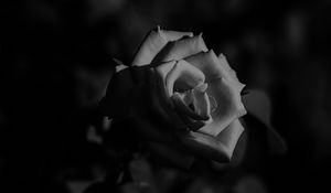 Preview wallpaper rose, bud, bw