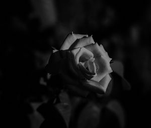 Preview wallpaper rose, bud, bw