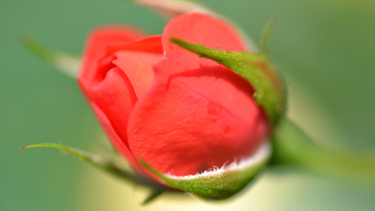 Wallpaper rose, bud, close-up, blurred