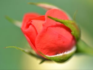 Preview wallpaper rose, bud, close-up, blurred