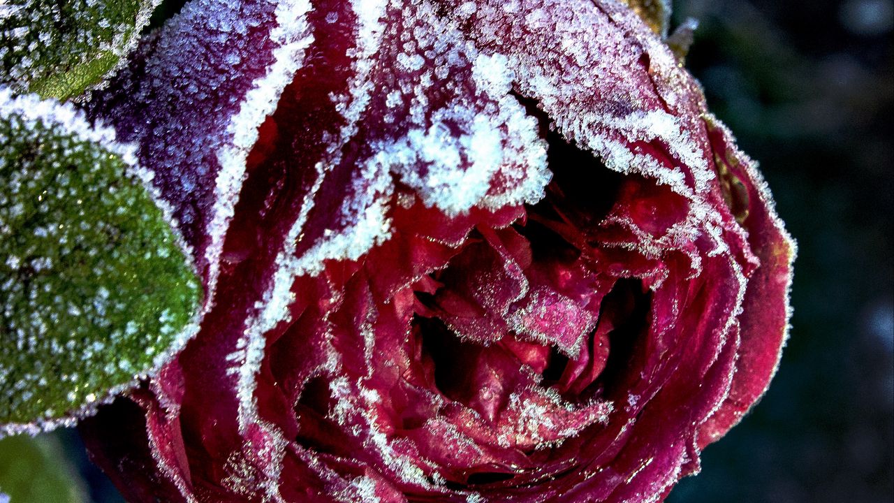 Wallpaper rose, bud, close-up, frost, snow