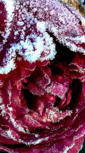 Preview wallpaper rose, bud, close-up, frost, snow