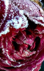 Preview wallpaper rose, bud, close-up, frost, snow