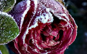 Preview wallpaper rose, bud, close-up, frost, snow