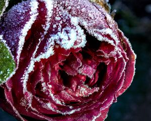 Preview wallpaper rose, bud, close-up, frost, snow