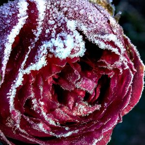 Preview wallpaper rose, bud, close-up, frost, snow